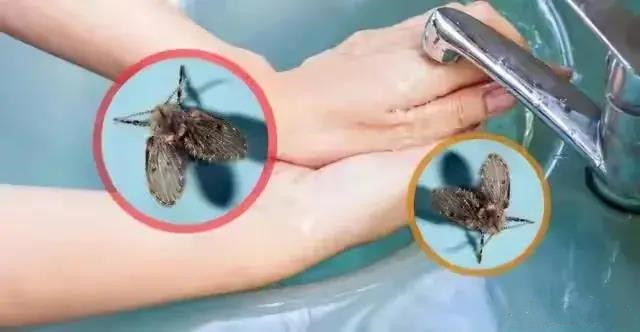 衛(wèi)生間為什么會有小蟲子？怎么消滅？